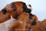 Tanyati B Litter