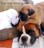 Tanyati B Litter