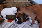 Tanyati B Litter