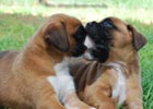 Tanyati B Litter