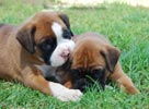 Tanyati B Litter