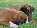 Tanyati B Litter