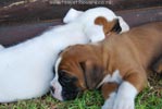 Tanyati B Litter