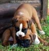 Tanyati B Litter