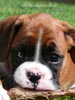 Tanyati B Litter