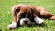 Tanyati B Litter