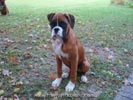 Tanyati B Litter