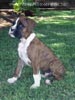 W Litter Flashy Brindle Boy