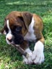 W Litter Flashy Brindle Boy