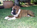 W Litter Flashy Brindle Boy