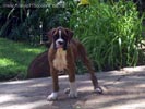 W Litter Flashy Brindle Boy