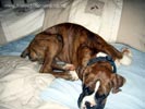 W Litter Flashy Brindle Boy