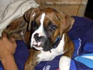 W Litter Flashy Brindle Boy