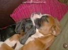 Tanyati B Litter