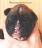 Tanyati C Litter