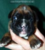 Tanyati C Litter