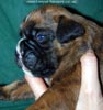 Tanyati C Litter