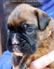 Tanyati C Litter