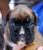 Tanyati C Litter