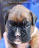 Tanyati C Litter