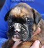Tanyati C Litter