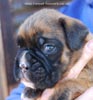Tanyati C Litter