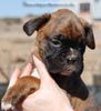 Tanyati C Litter
