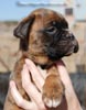 Tanyati C Litter