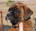 Tanyati C Litter