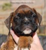 Tanyati C Litter