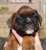 Tanyati C Litter