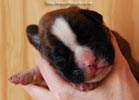 Tanyati C Litter