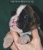 Tanyati C Litter