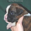 Tanyati C Litter