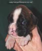 Tanyati C Litter