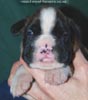 Tanyati C Litter