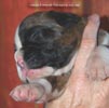 Tanyati C Litter