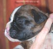 Tanyati C Litter