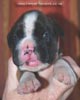 Tanyati C Litter