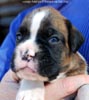 Tanyati C Litter