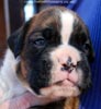 Tanyati C Litter