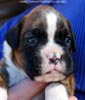 Tanyati C Litter