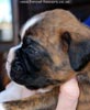 Tanyati C Litter