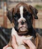 Tanyati C Litter