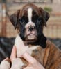 Tanyati C Litter