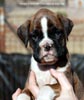 Tanyati C Litter