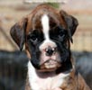 Tanyati C Litter
