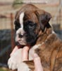 Tanyati C Litter