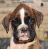 Tanyati C Litter