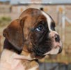 Tanyati C Litter